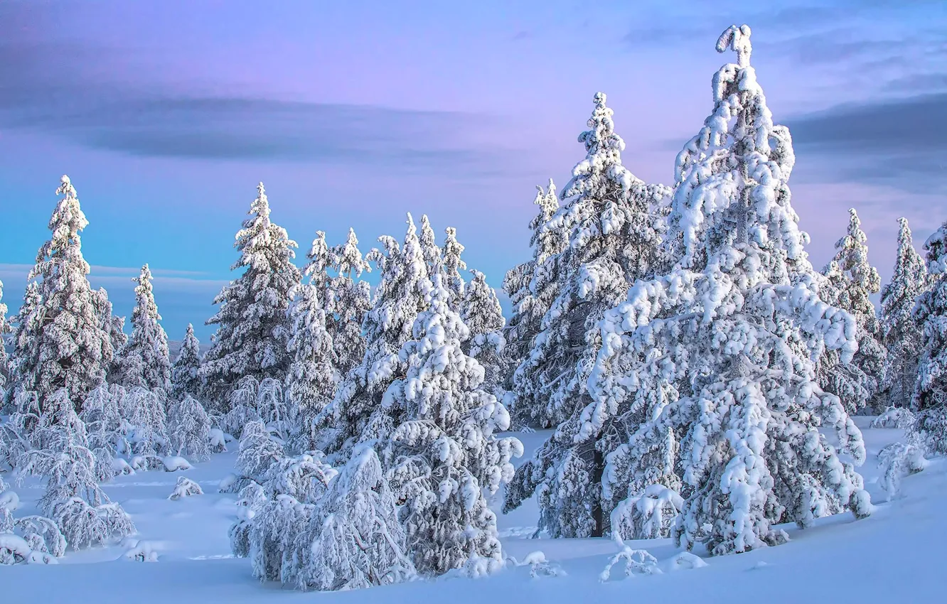 Фото обои зима, небо, снег, ёлки