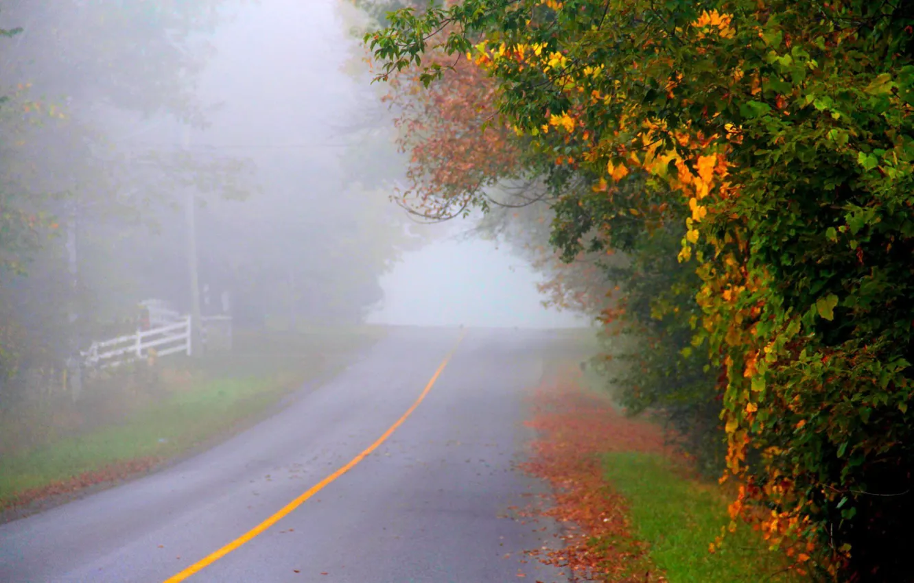 Фото обои осень, асфальт, туман, разметка