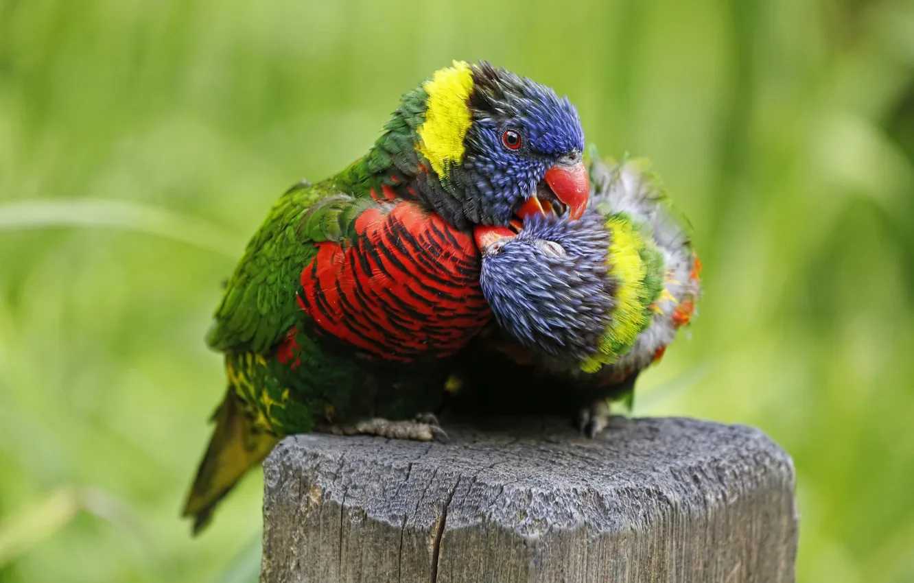 Фото обои цвет, перья, клюв, попугай, пара