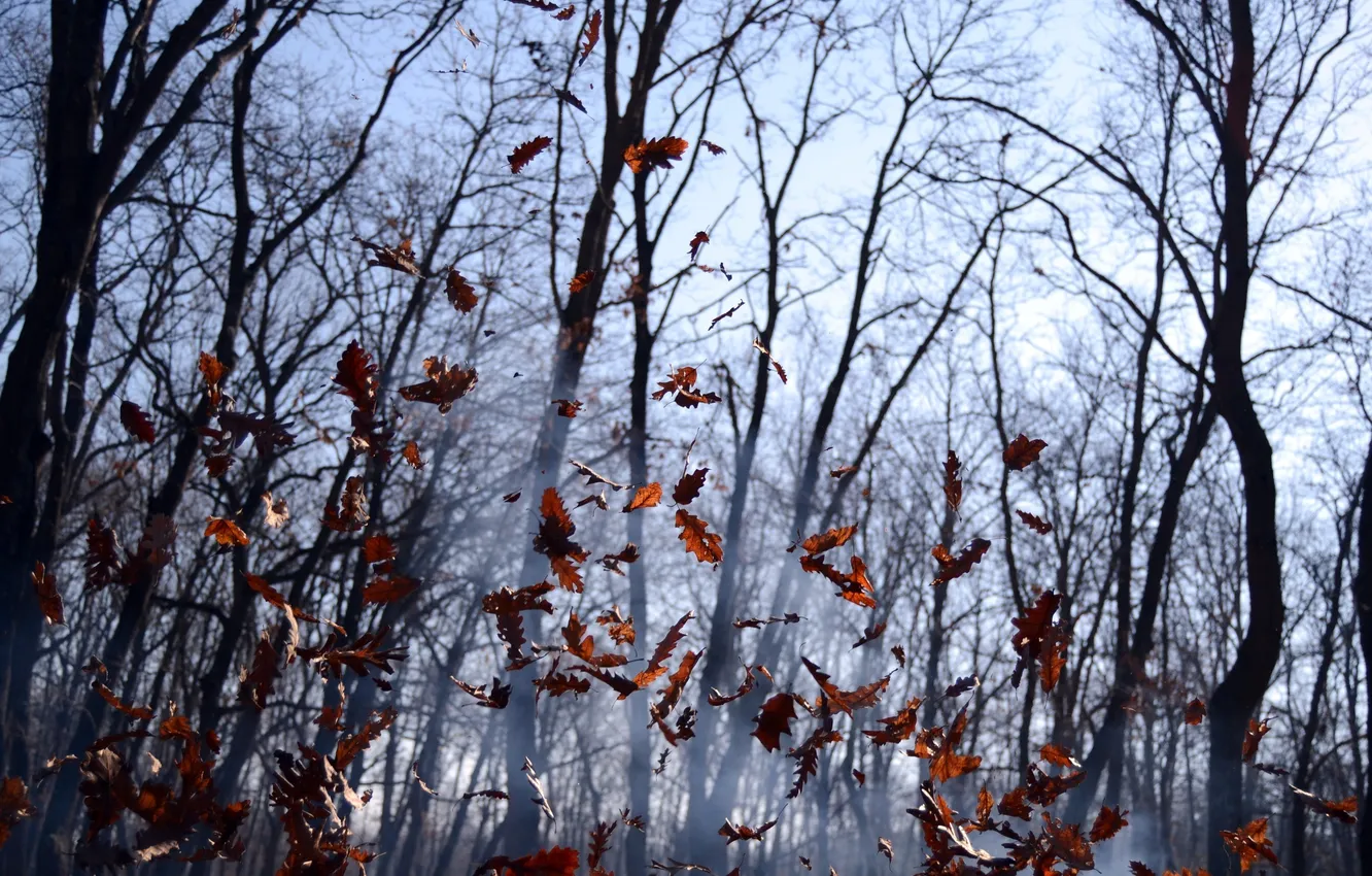 Фото обои осень, лес, листья, деревья, ветки, природа