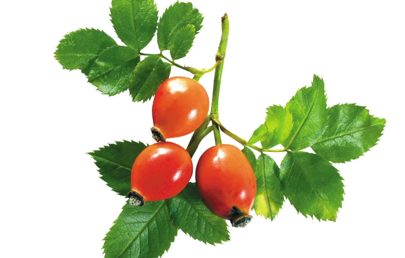 Фото обои листья, ветки, шиповник, пода