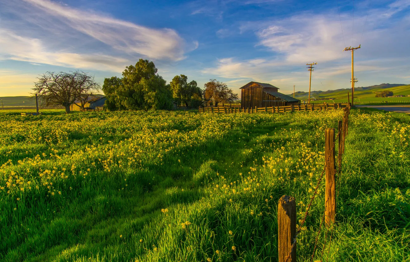 Фото обои зелень, трава, деревья, столбы, забор, поля, сарай, Калифорния