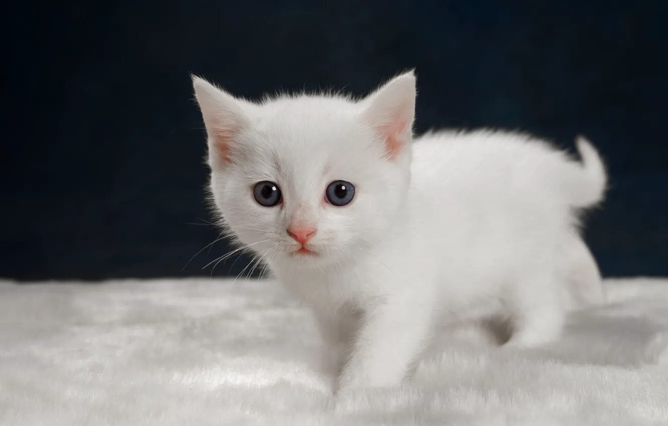 Фото обои взгляд, котенок, малыш, белый котёнок