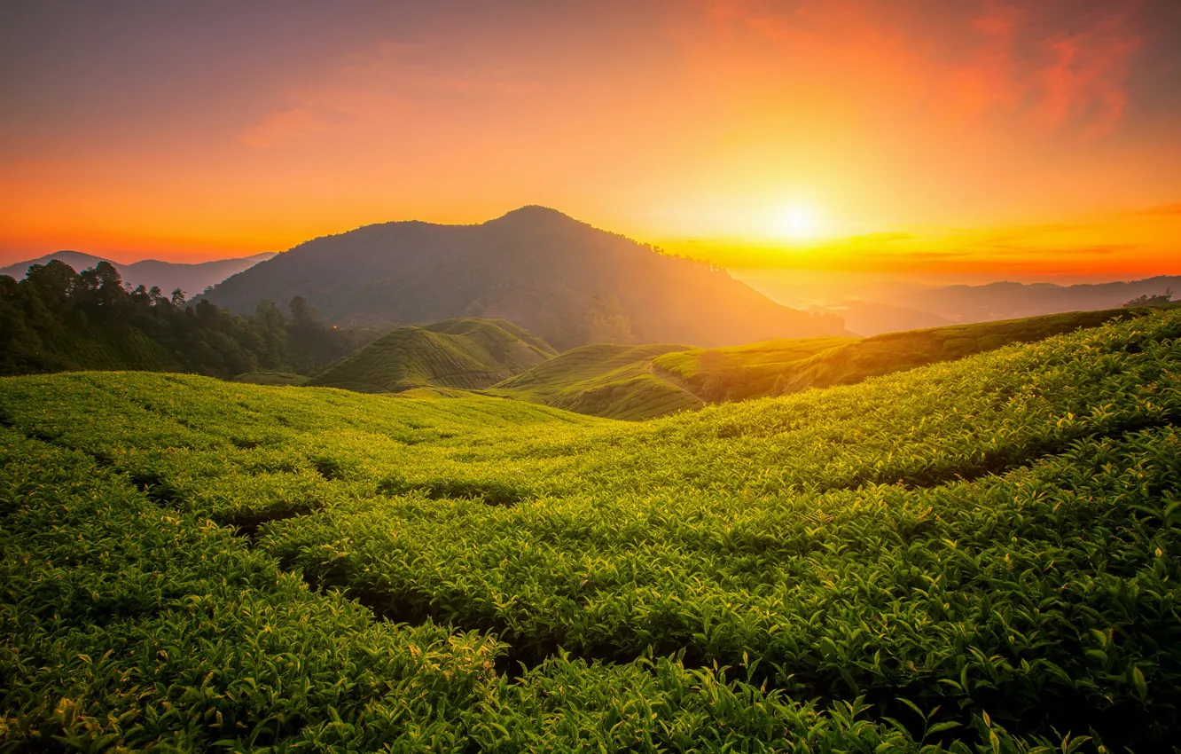 Фото обои пейзаж, горы, природа, восход, чай, растение