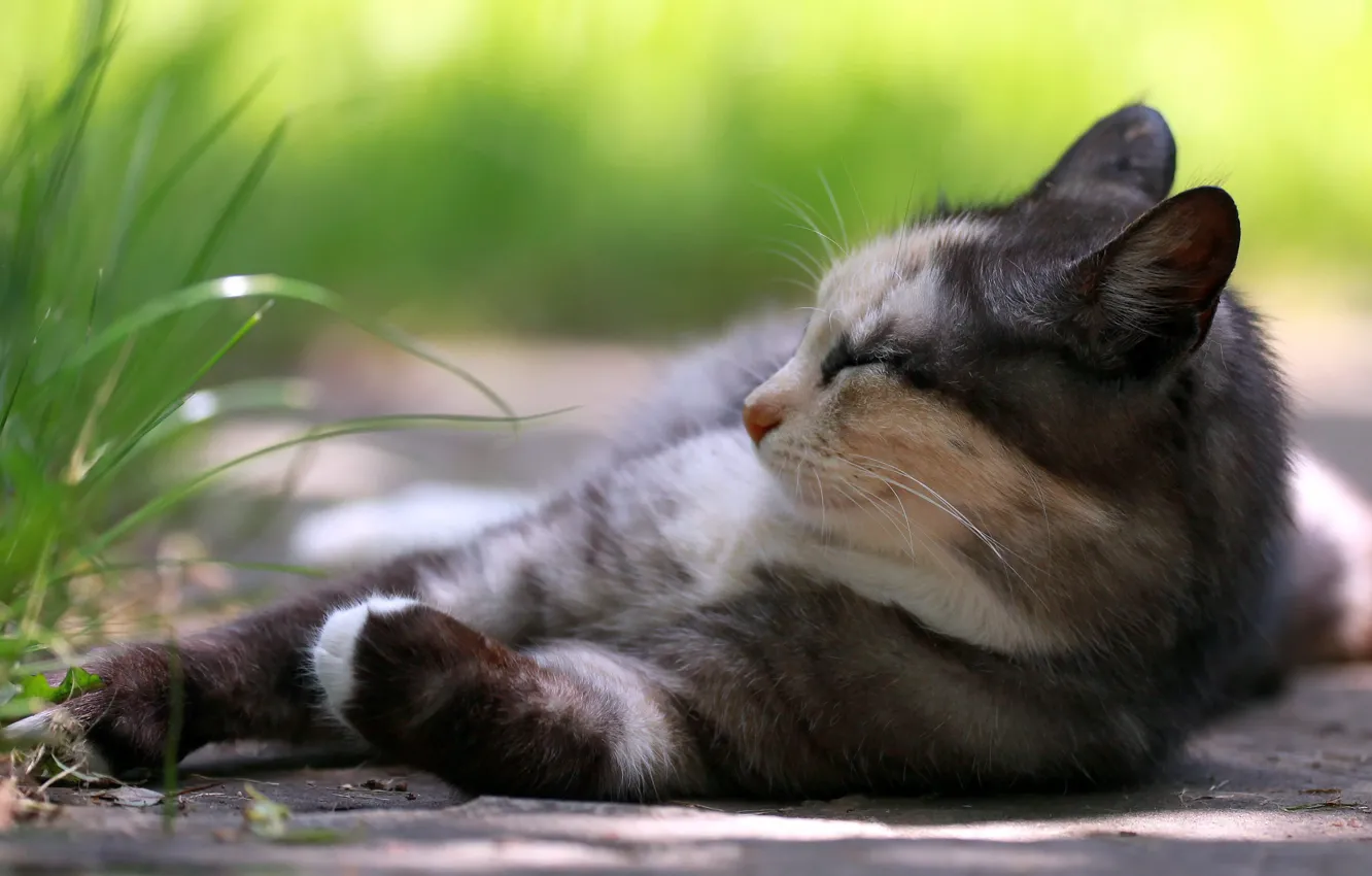 Фото обои кошка, трава, отдых
