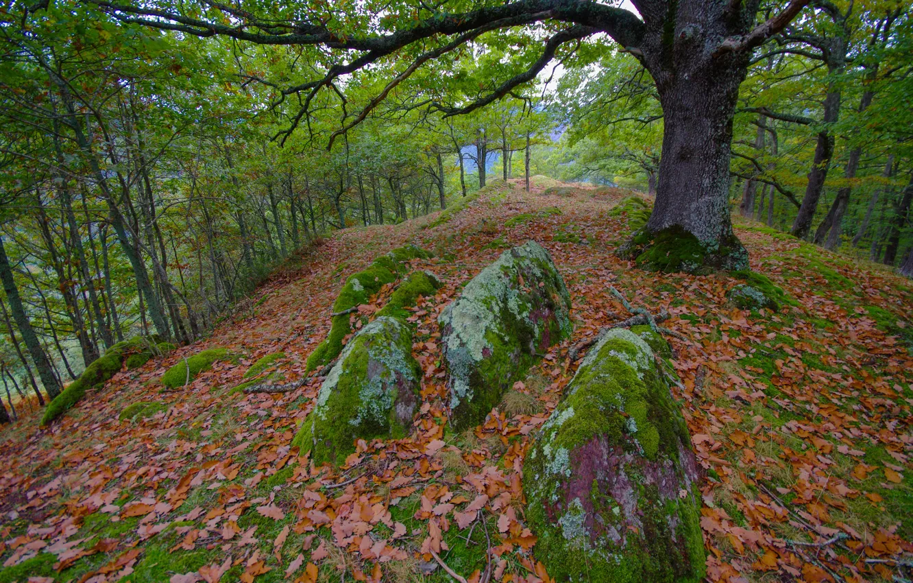 Фото обои осень, лес, листья, деревья, камни