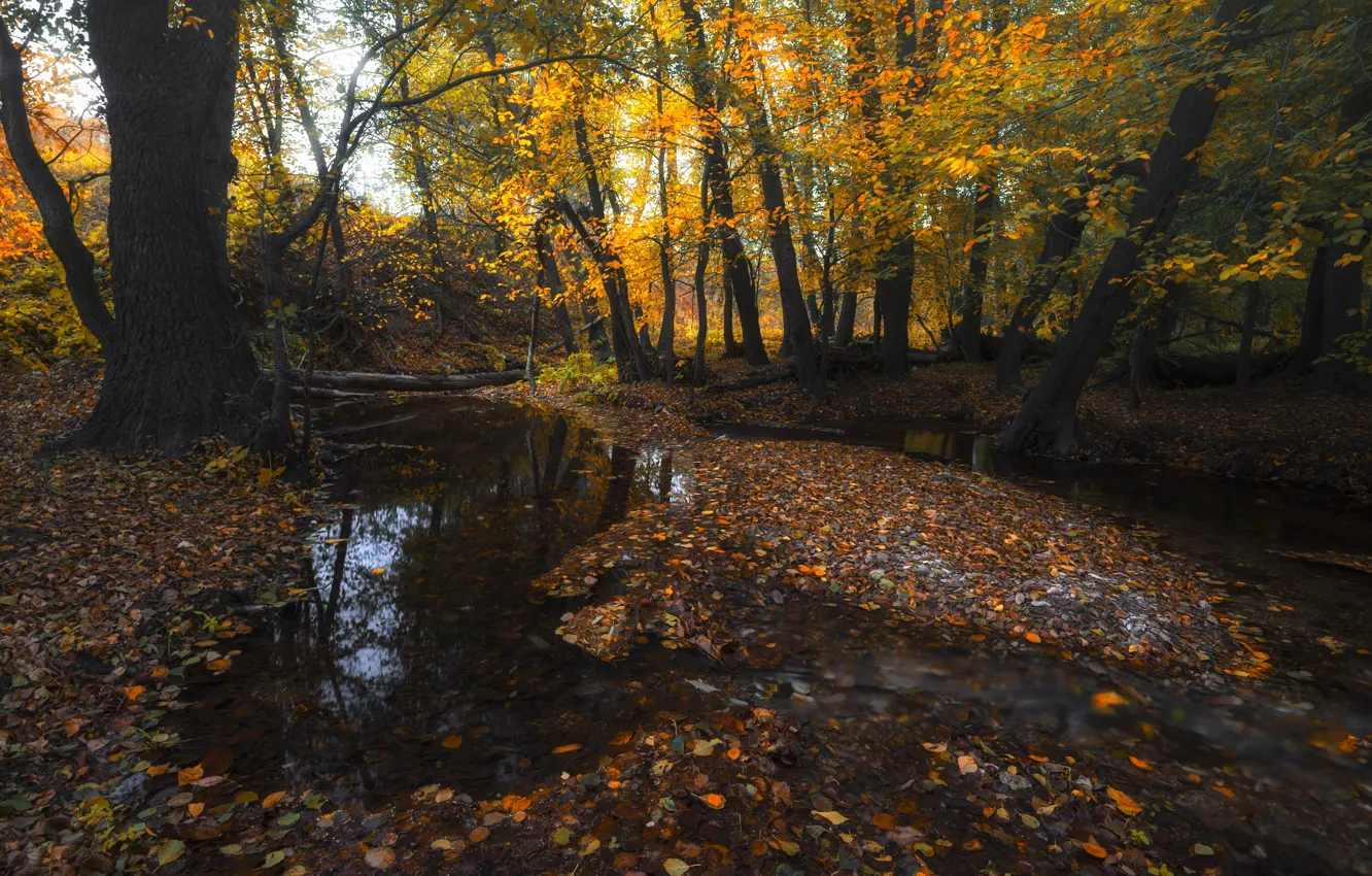 Фото обои осень, лес, вода, деревья, ручей, листва, оренбуржье
