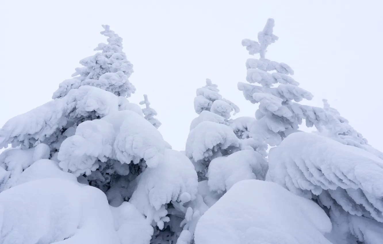 Фото обои зима, небо, снег, деревья, туман, ель