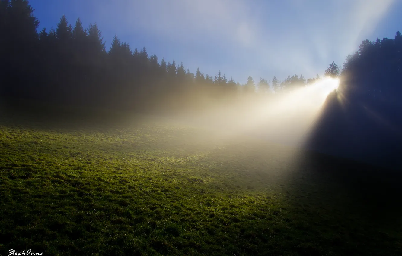 Фото обои лес, трава, лучи, свет, природа, туман, роса, поляна