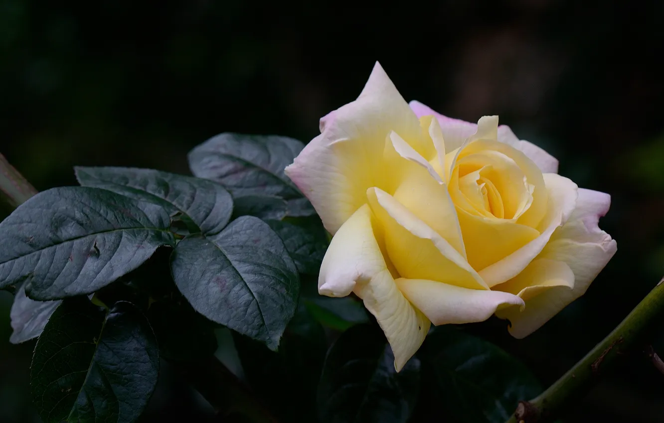 Фото обои цветок, листья, ветки, темный фон, роза, желтая