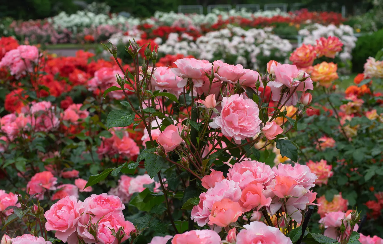 Фото обои парк, розы, сад, бутоны, кусты, розовые кусты