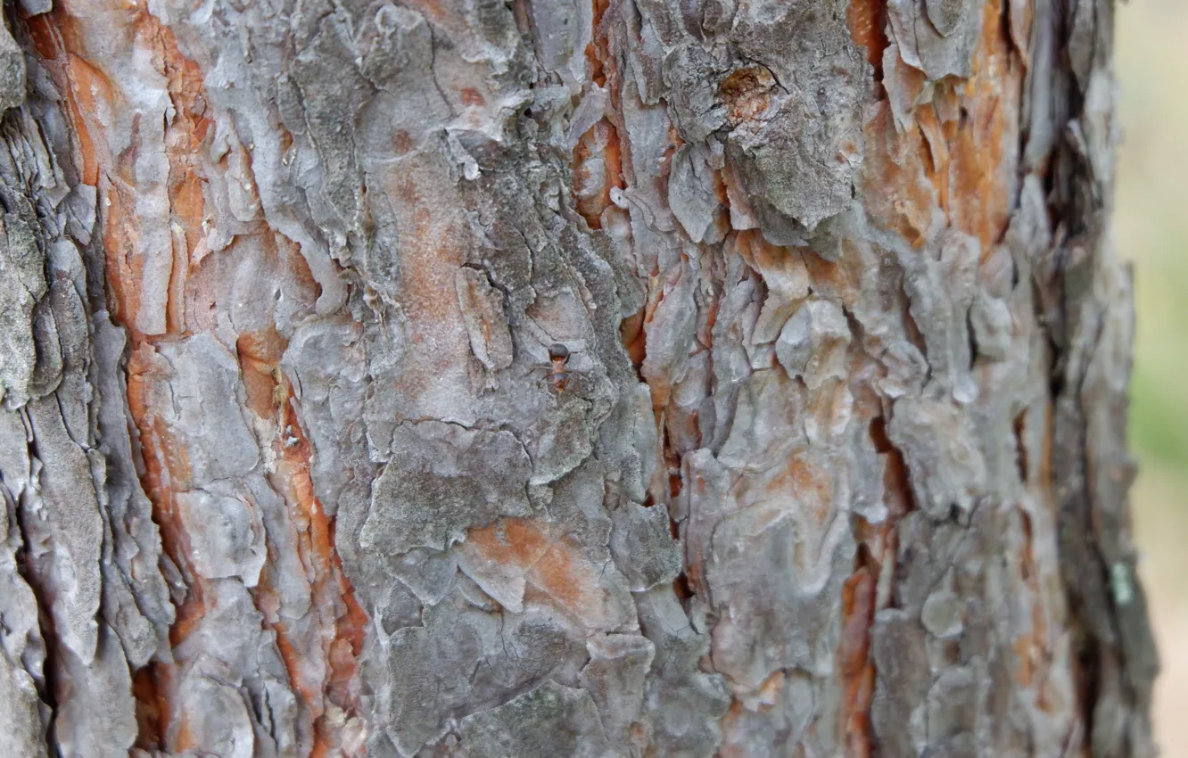 Фото обои серый, дерево, муравей, кора, сосна, янтарный