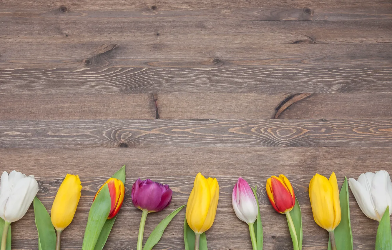 Фото обои цветы, colorful, тюльпаны, fresh, wood, flowers, tulips, spring