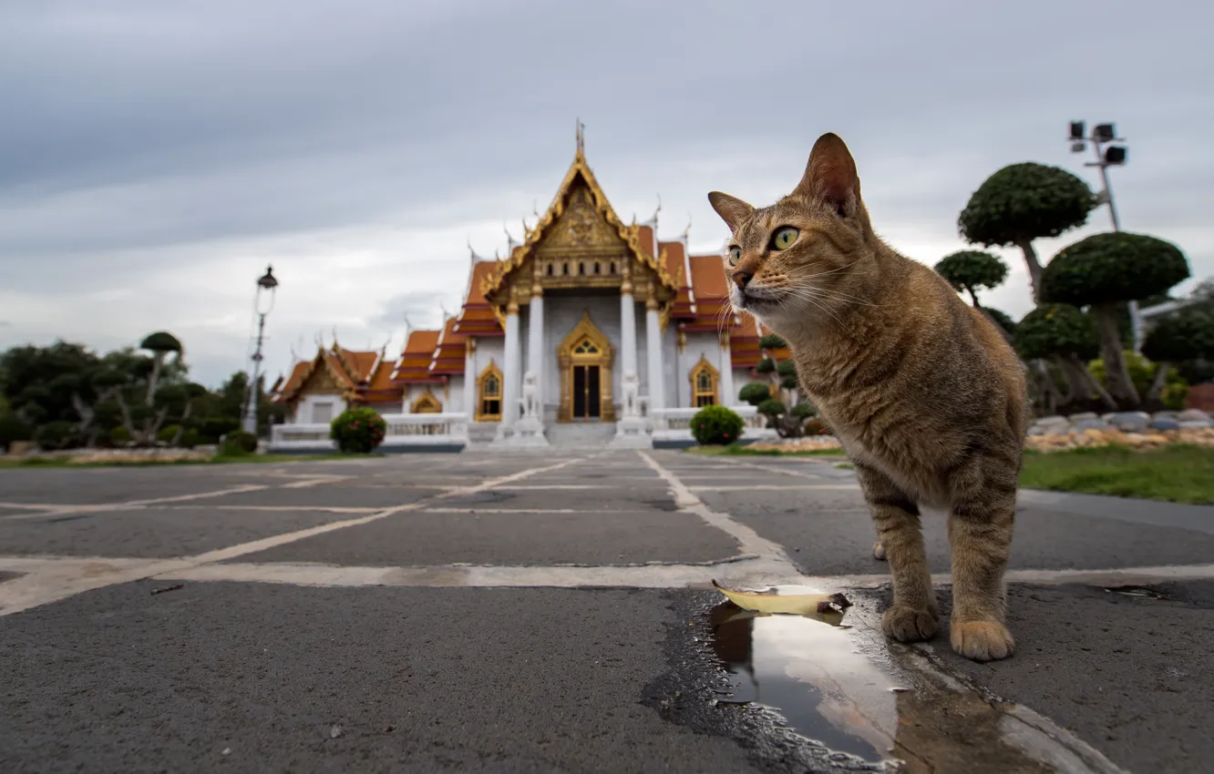 Фото обои Кошка, Кот, Таиланд, Бангкок, Thailand, Bangkok, Буддизм, Buddhism