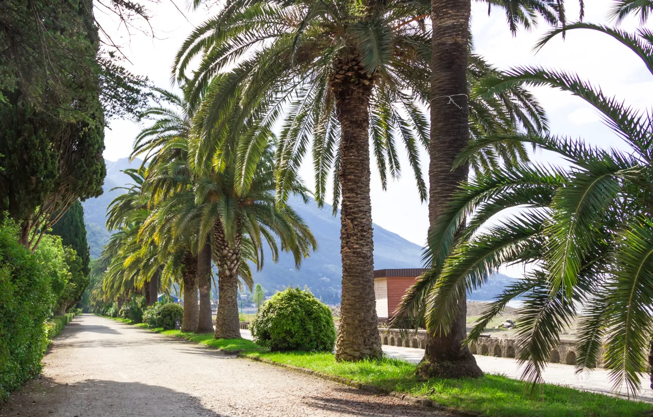 Фото обои Дорога, Пальмы, Road, Абхазия, Palm Trees, Abkhazia, Gagra, Гагра