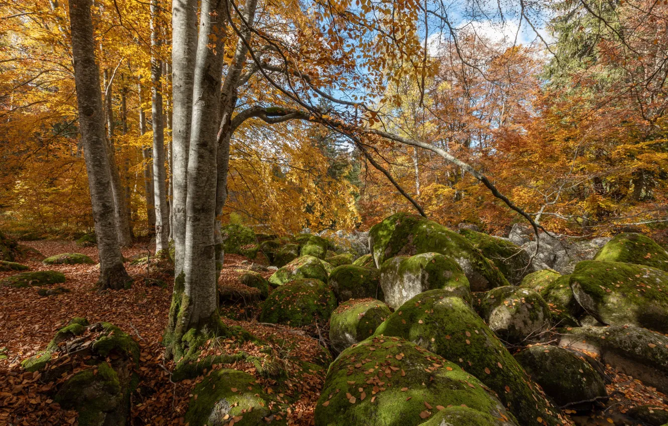 Фото обои осень, лес, деревья, пейзаж, природа, камни, Александър Сандев