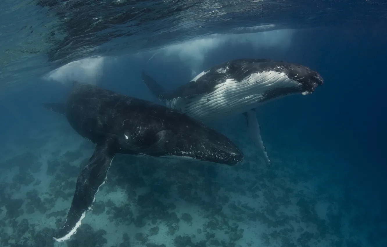 Фото обои море, вода, горбатый кит