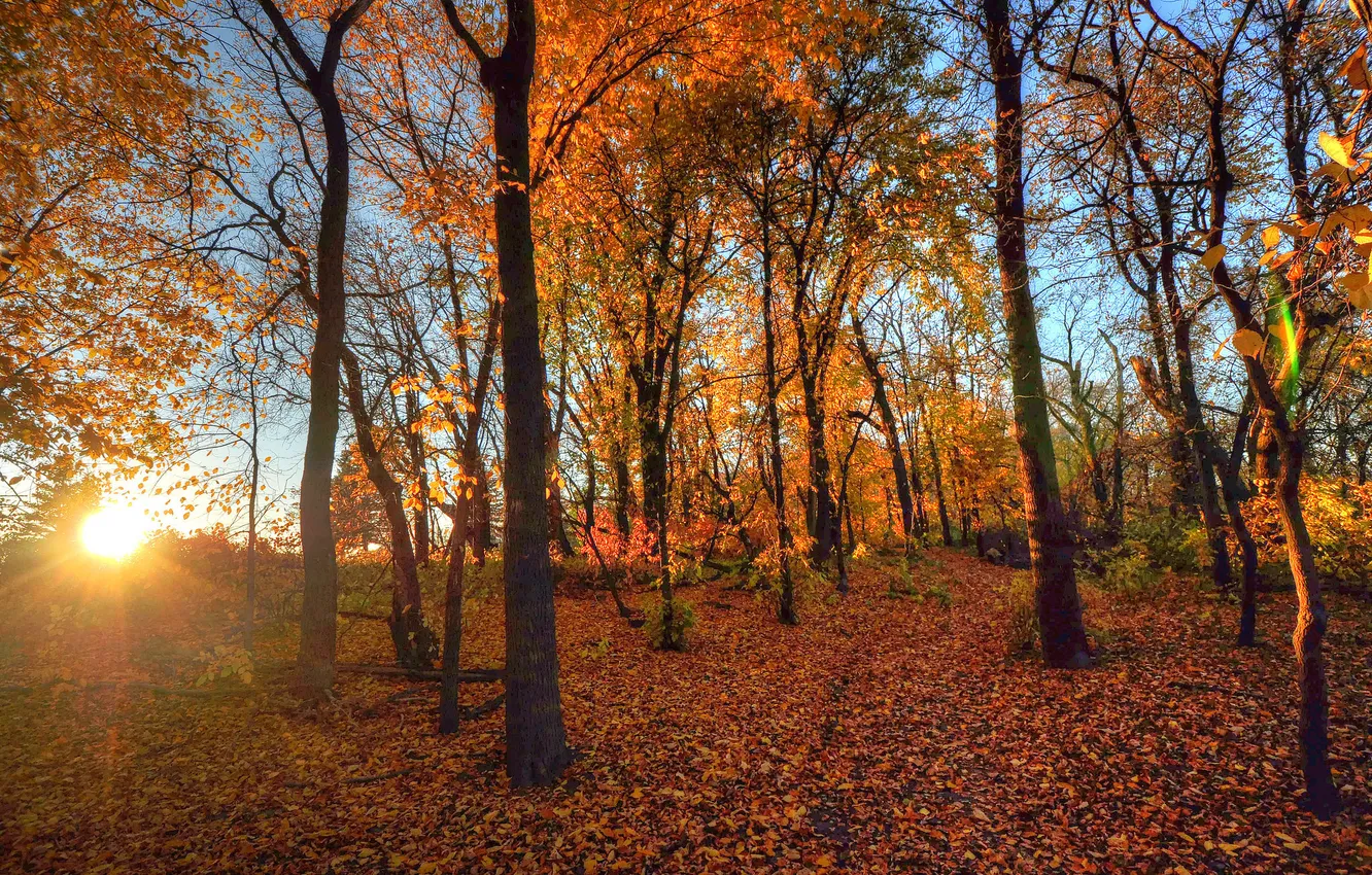 Фото обои осень, лес, листья, лучи, деревья, закат