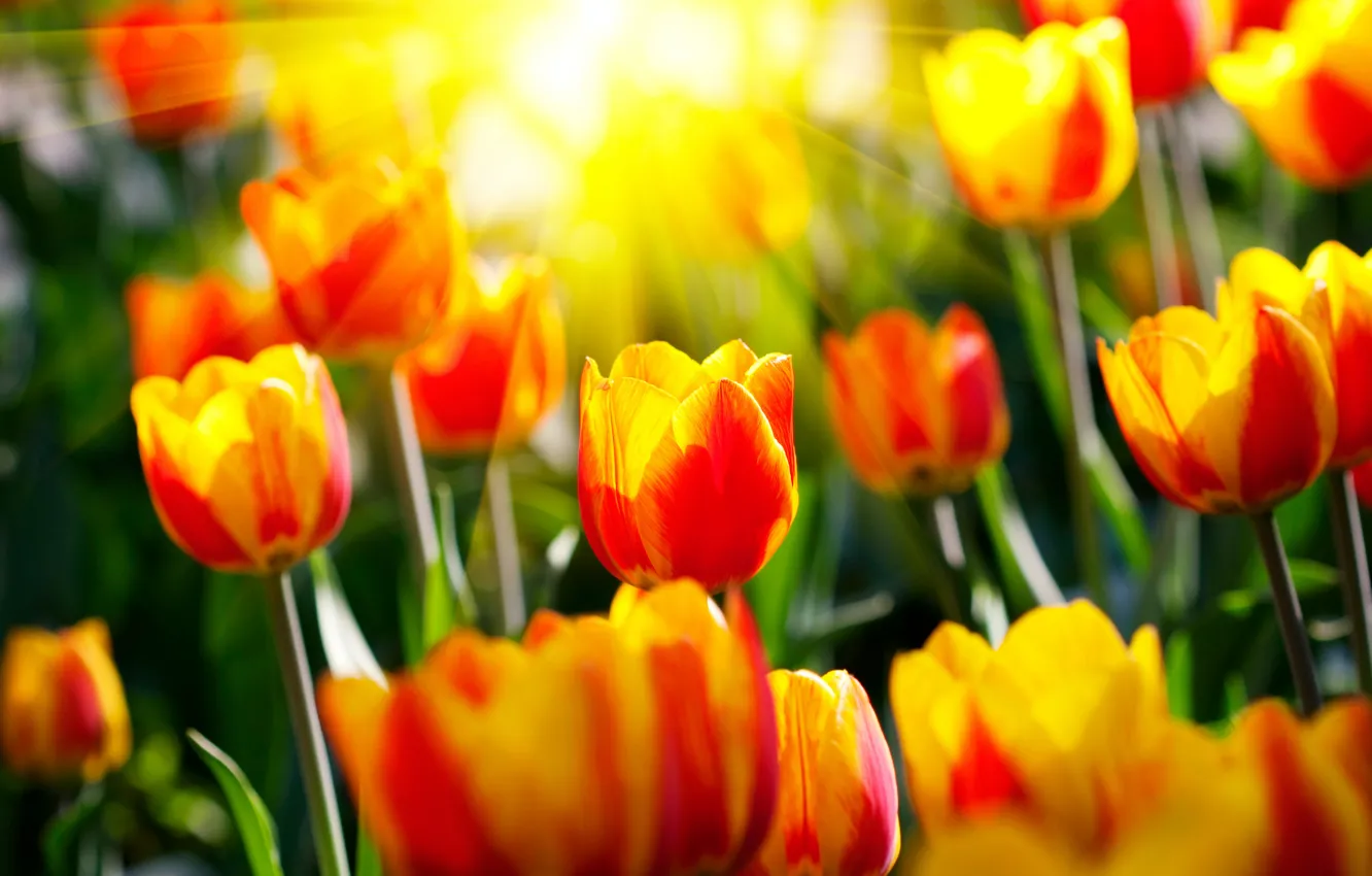 Фото обои солнце, лучи, цветы, весна, сад, тюльпаны, парки, светл