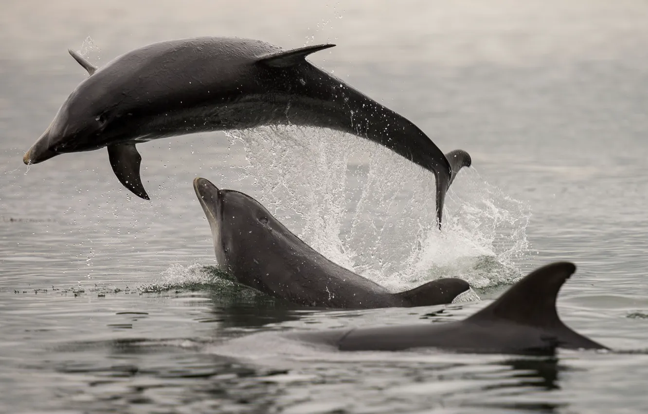 Фото обои море, брызги, прыжок, дельфины