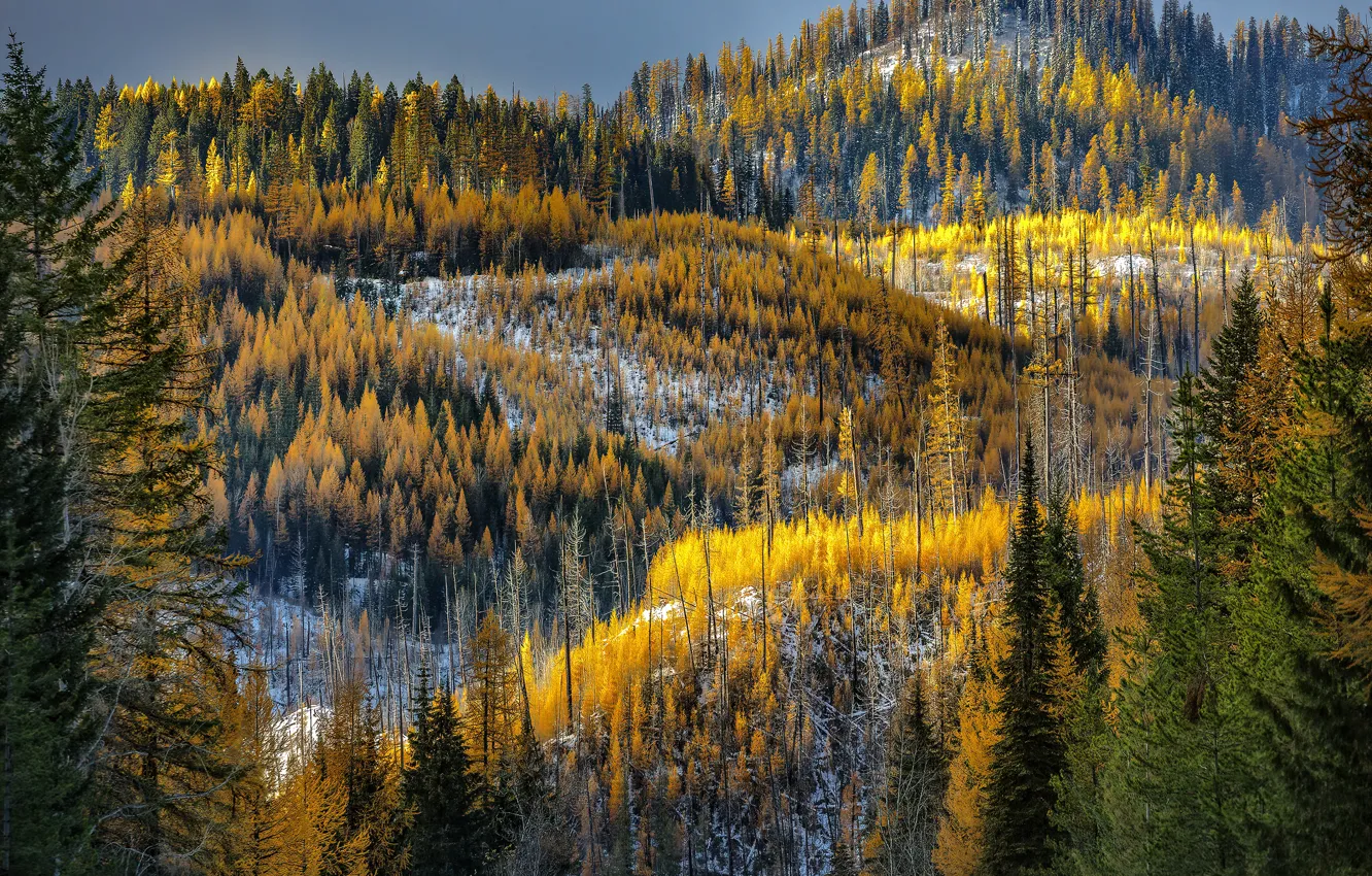 Фото обои зима, осень, лес, снег, деревья, горы, природа, холмы