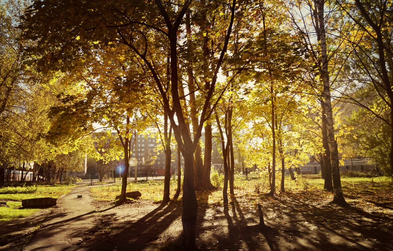 Фото обои осень, лес, листья, солнце, лучи, свет, деревья, время