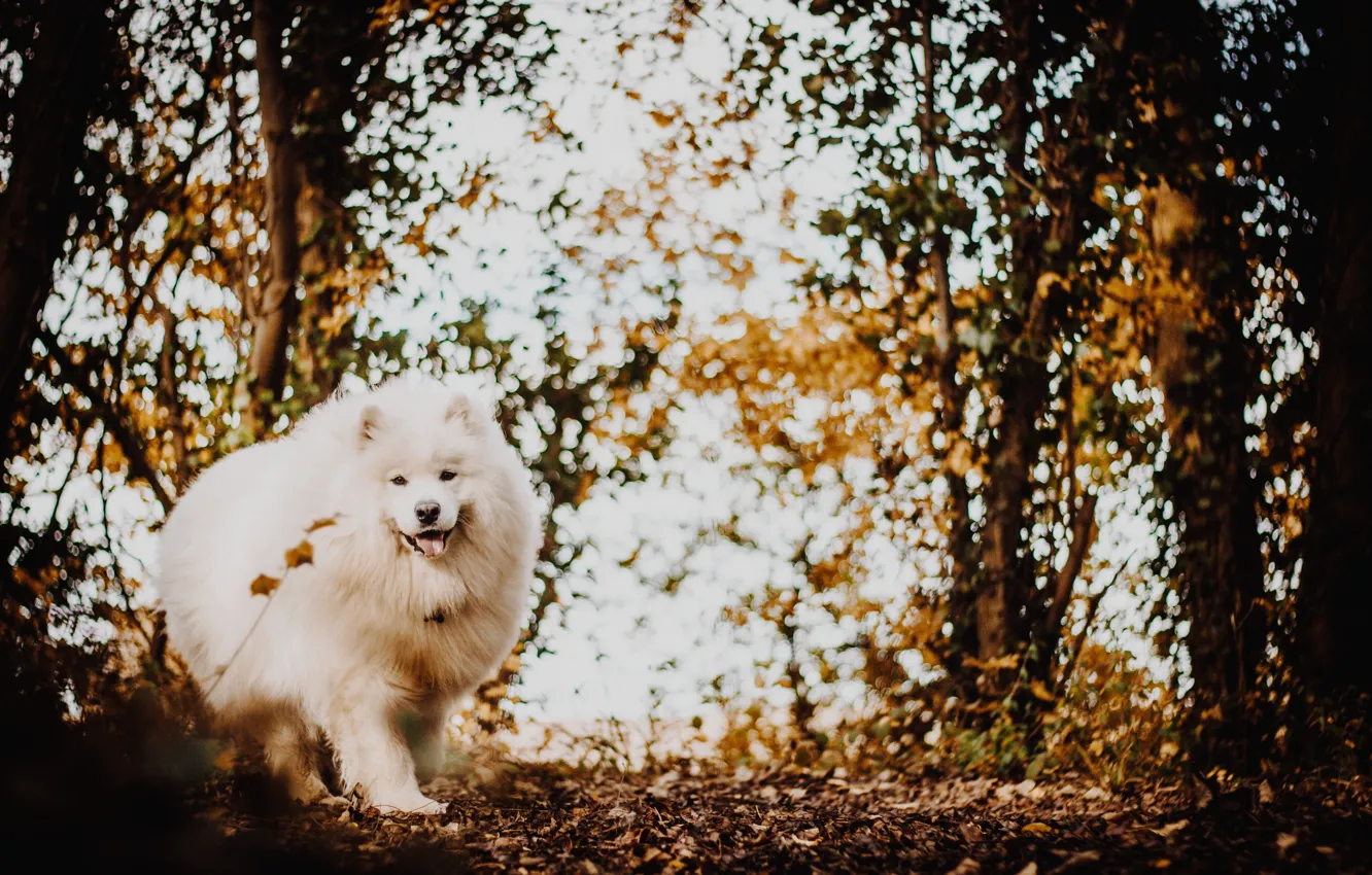 Фото обои осень, лес, белый, собака, пушистый, японский шпиц