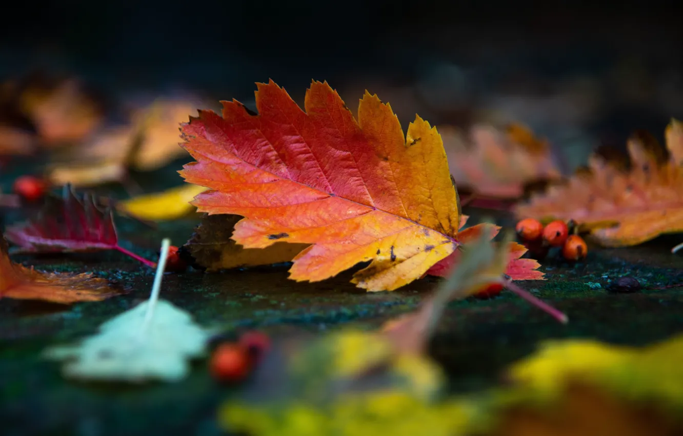 Фото обои осень, листья, красный, природа, ягоды, листва, листок, боке