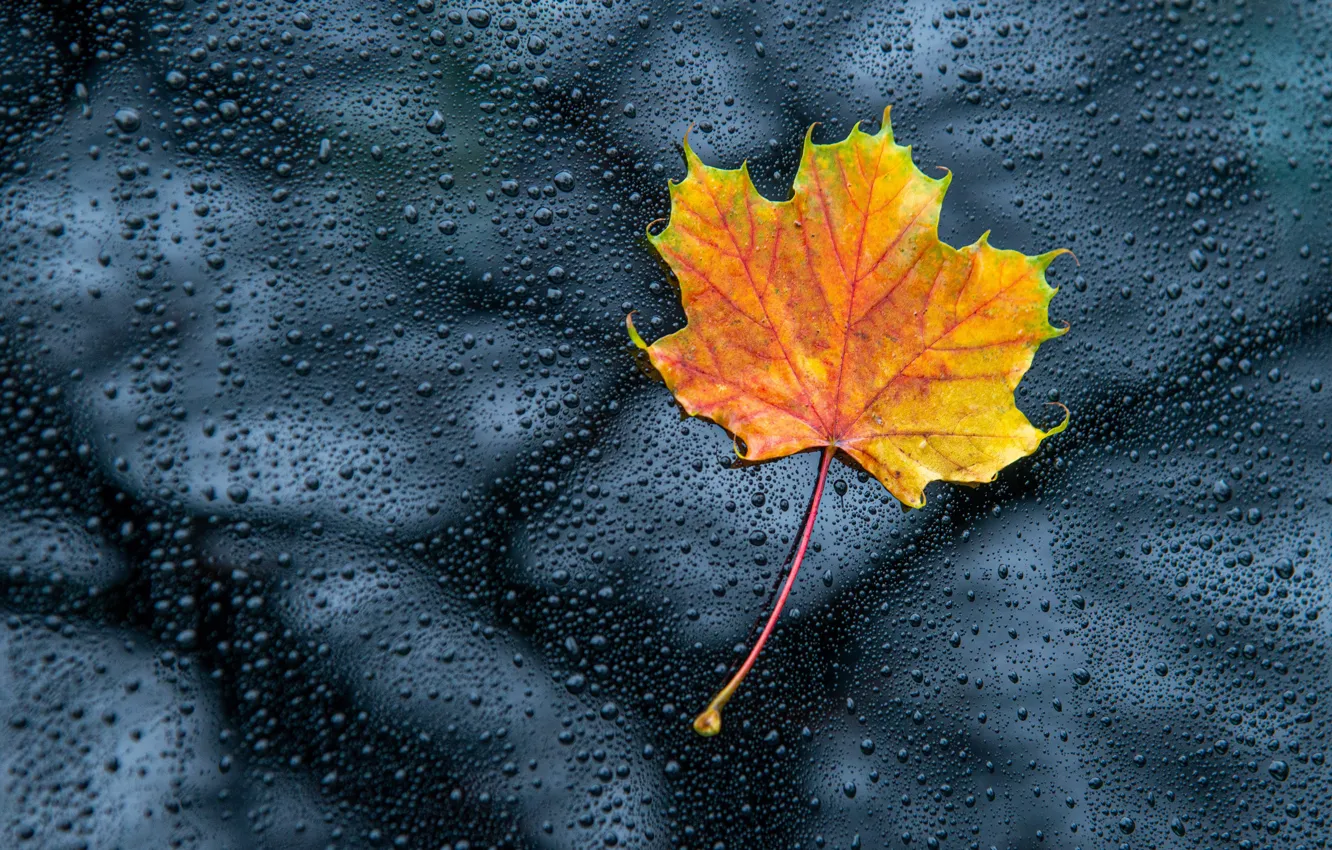 Фото обои осень, стекло, капли, желтый, природа, отражение, листок, боке