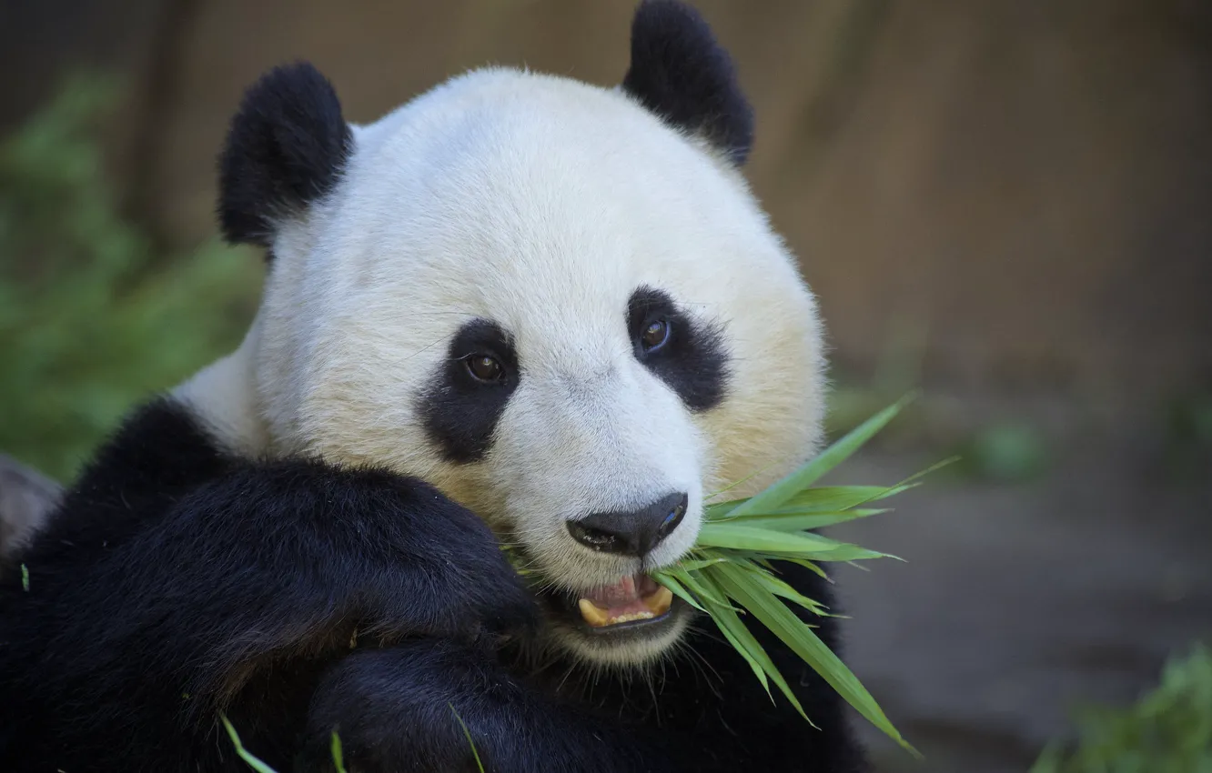 Фото обои еда, бамбук, мишка, панда