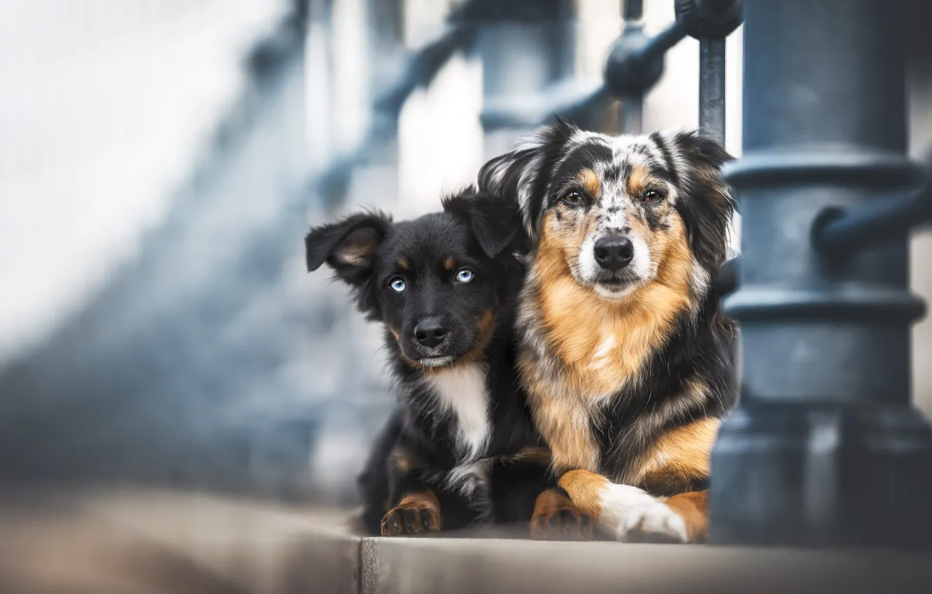 Фото обои собаки, взгляд, морда, мост, портрет, собака, парочка