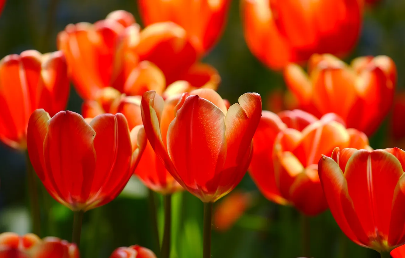 Фото обои цветы, весна, лепестки, тюльпаны, бутоны, tulips