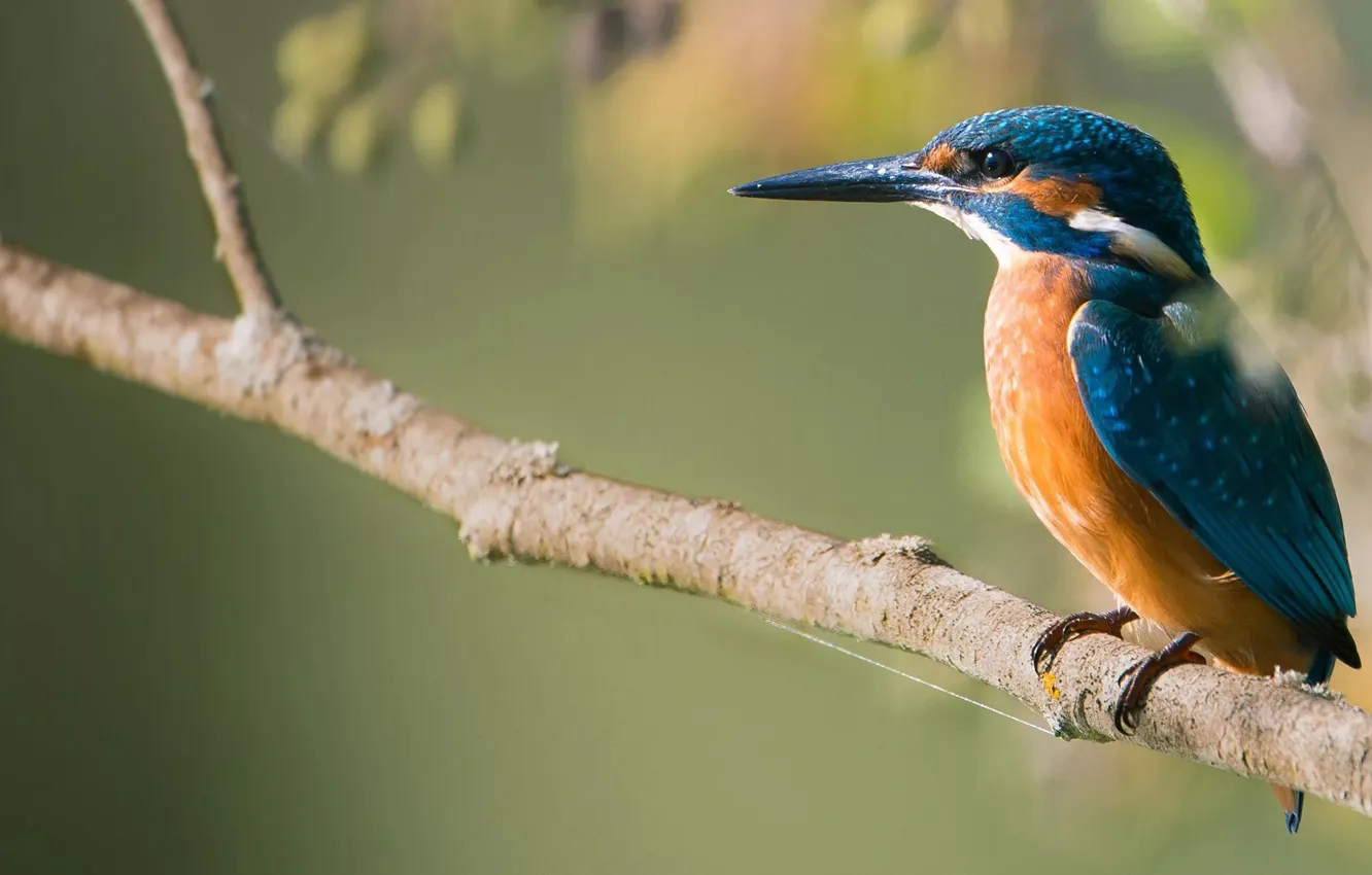 Фото обои bird, branch, kingfisher
