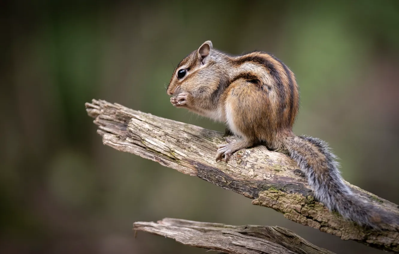 Фото обои поза, фон, хвост, бурундук, бревно, сидит, сук, грызун