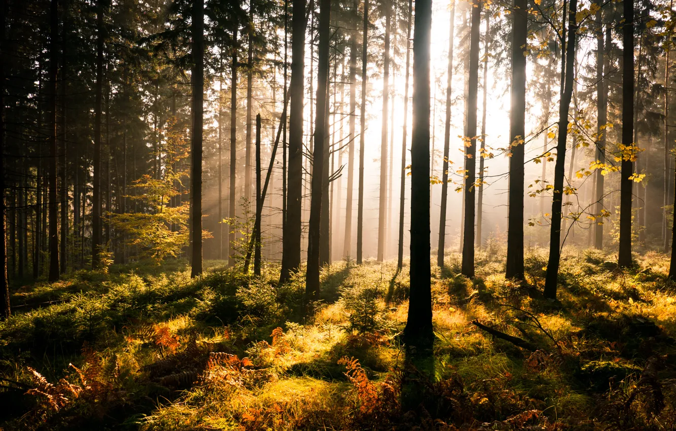 Фото обои зелень, лес, деревья, папоротник, солнечные лучи