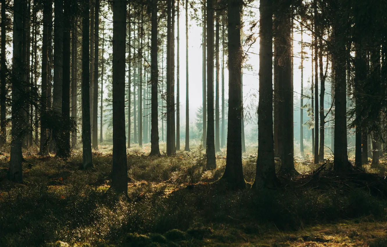 Фото обои лес, трава, свет, деревья, природа, Бельгия, Вьельсальм