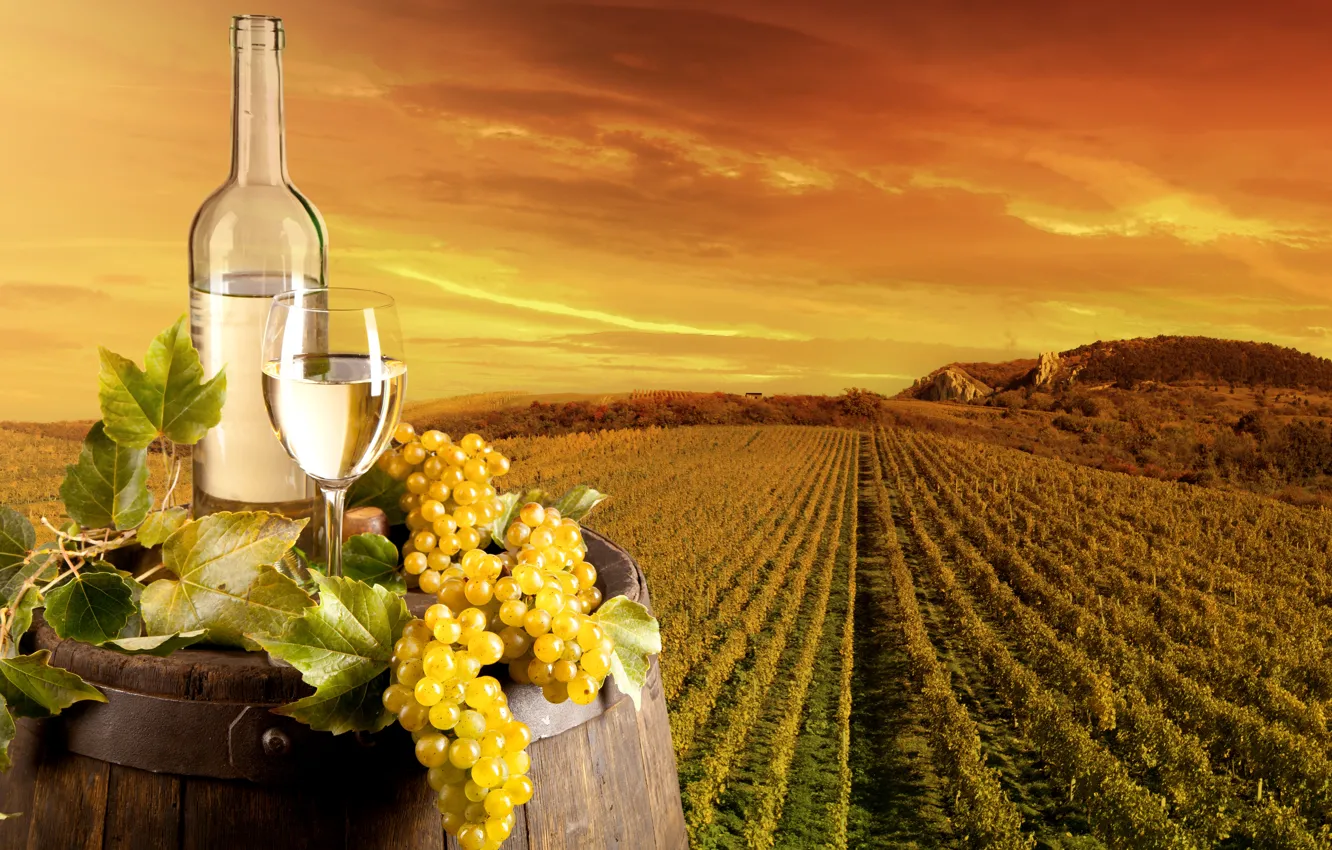 Фото обои поле, листья, пейзаж, вино, бокал, бутылка, виноград, виноградник