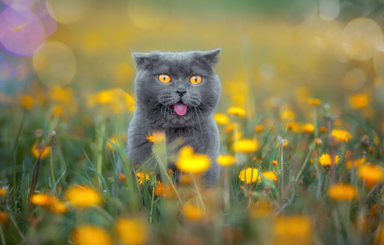 Фото обои язык, кошка, взгляд, цветы, удивление, луг, мордочка, Британская короткошёрстная кошка