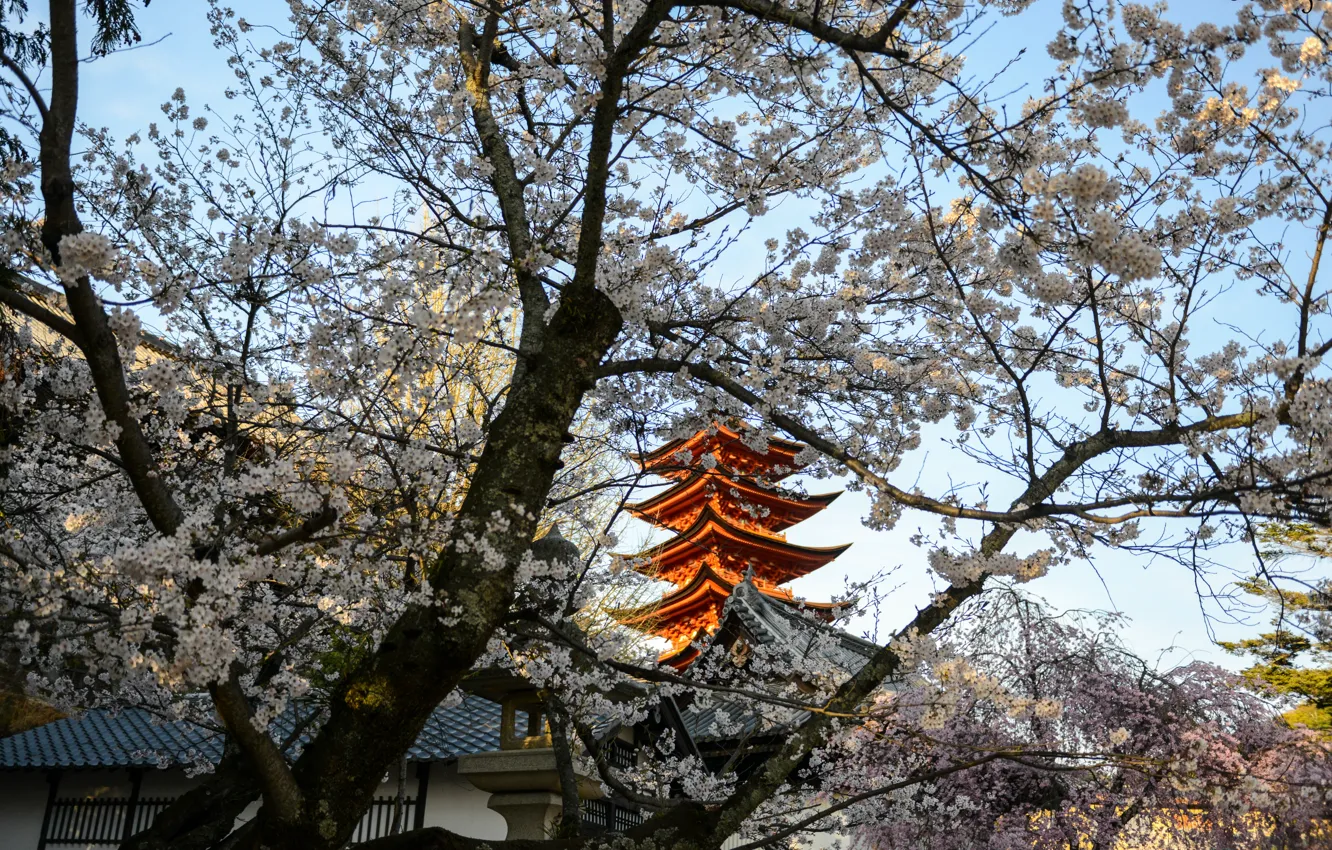 Фото обои Япония, сакура, Japan