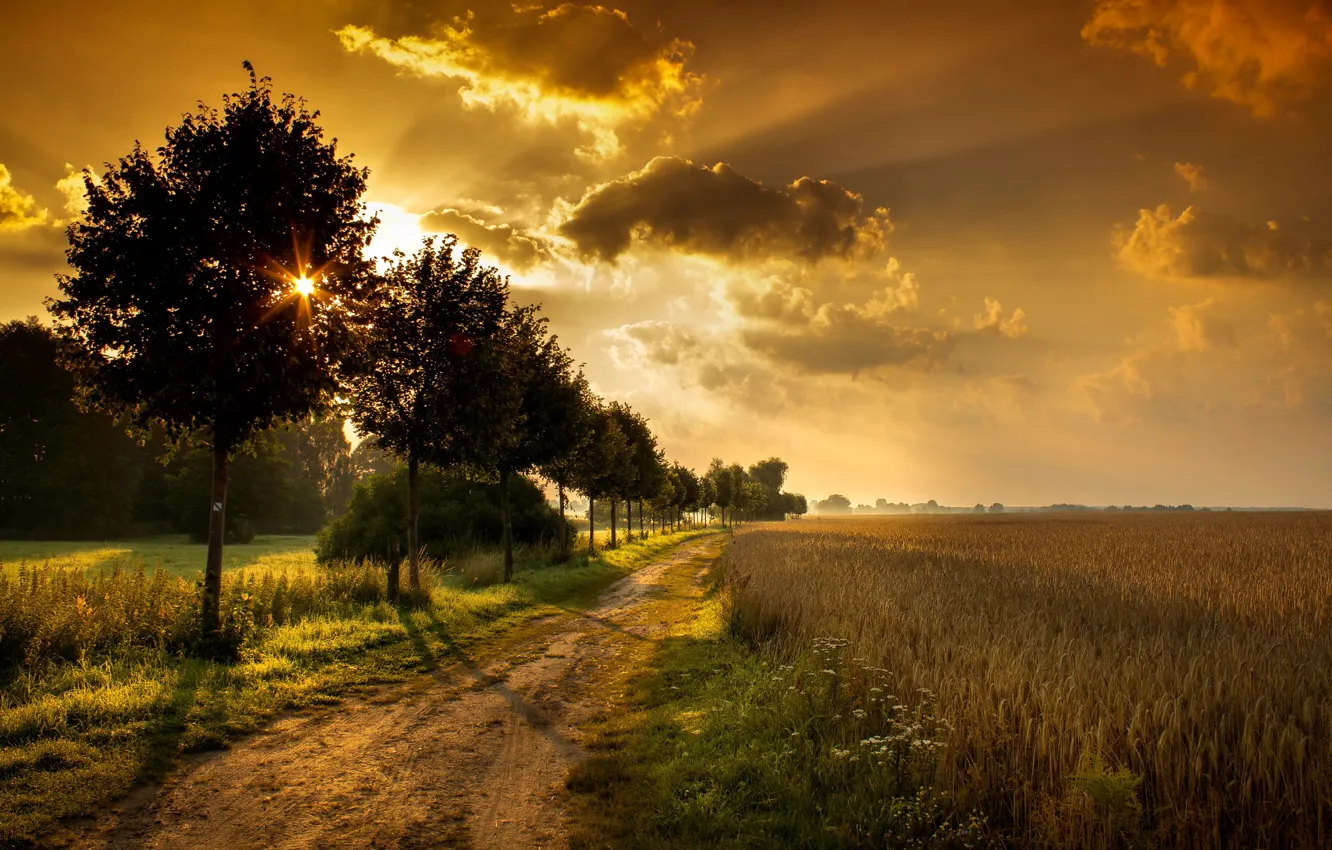 Фото обои дорога, поле, деревья, пейзаж, закат
