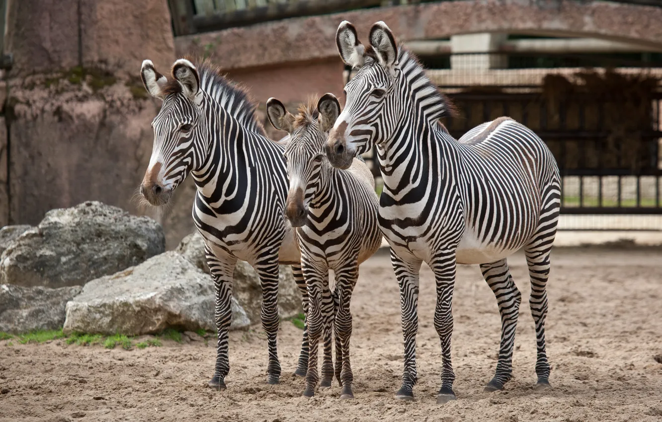Фото обои семья, трио, зебры