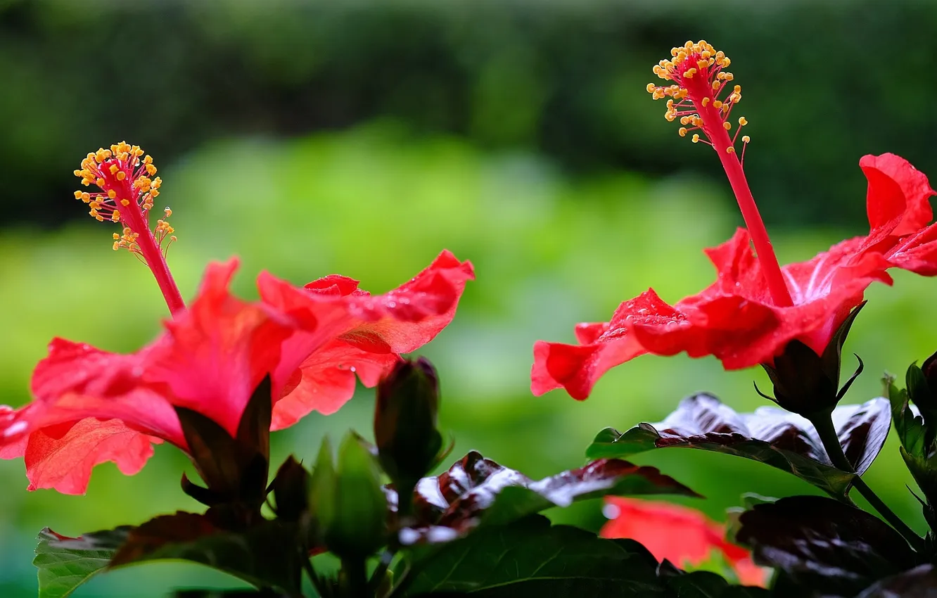 Фото обои цветы, цветение, красный гибискус