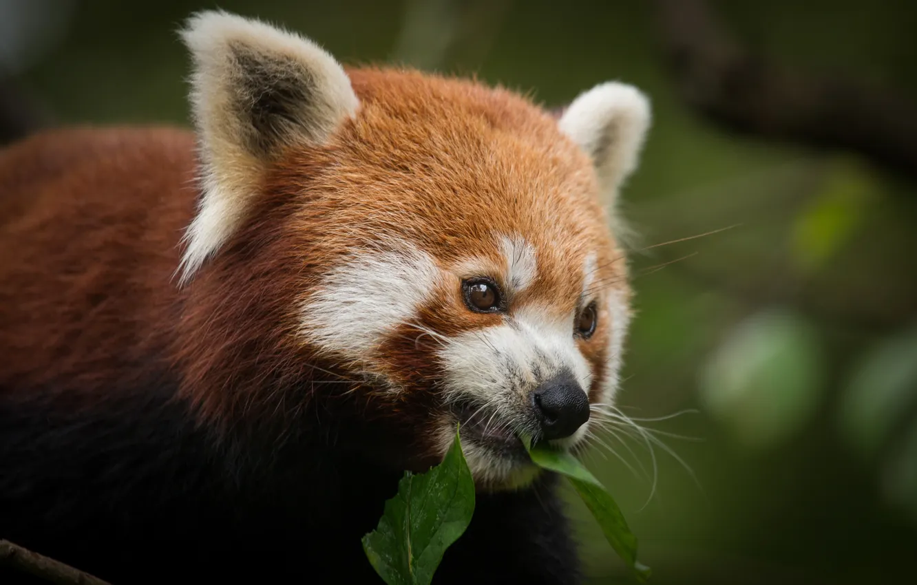 Фото обои морда, листок, красная панда, firefox, малая панда