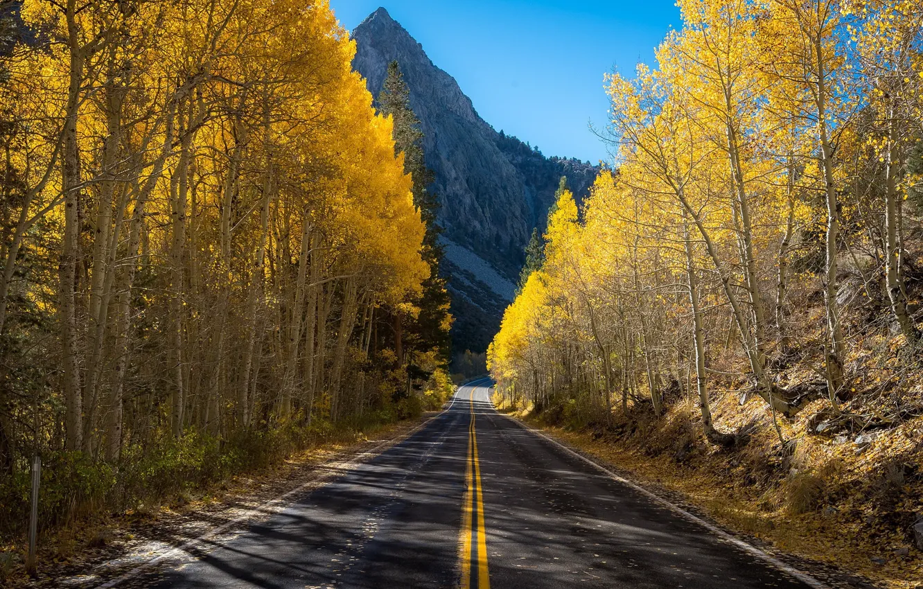 Фото обои дорога, осень, гора, берёзы