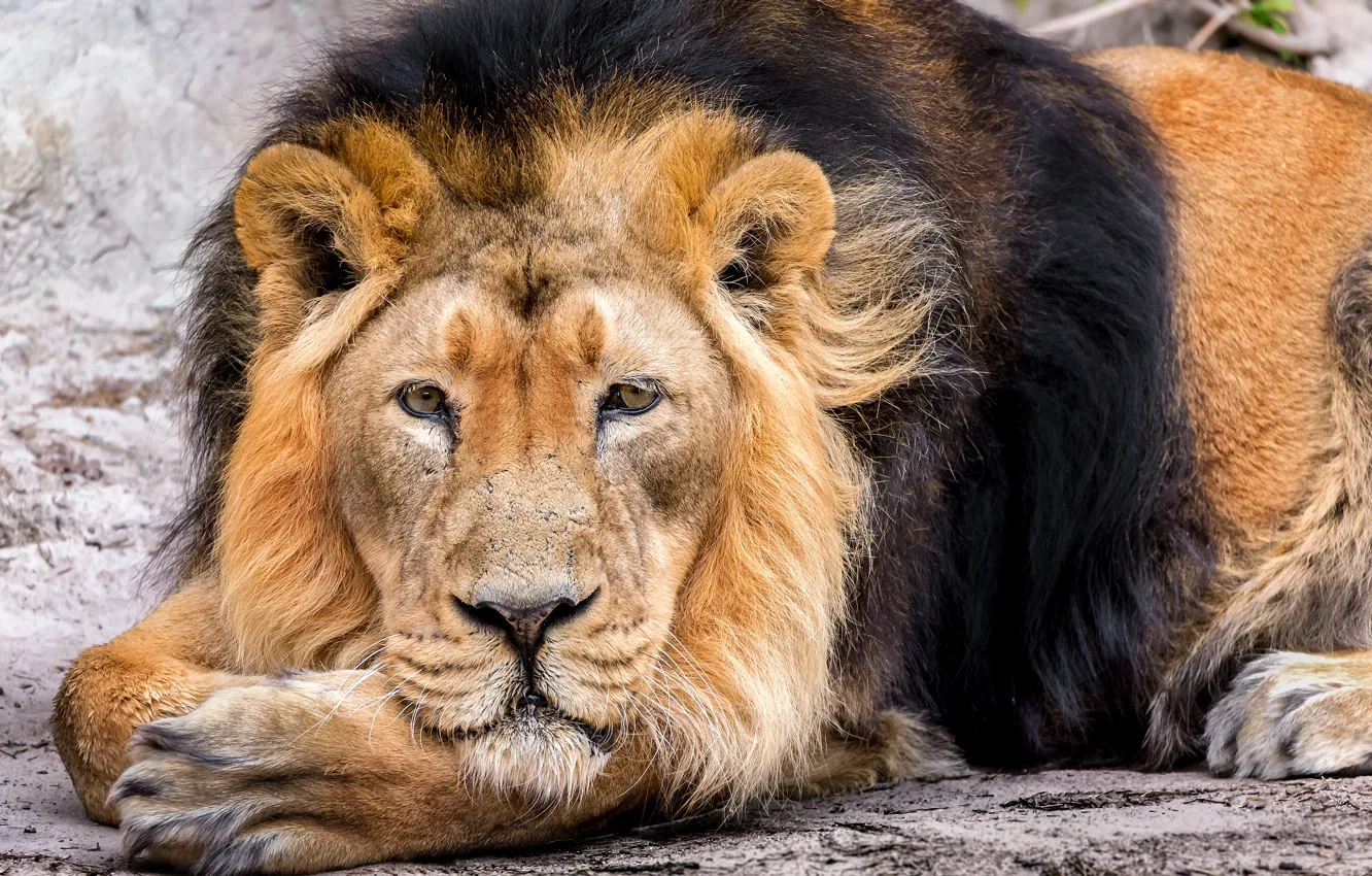 Фото обои морда, хищник, лев, грива