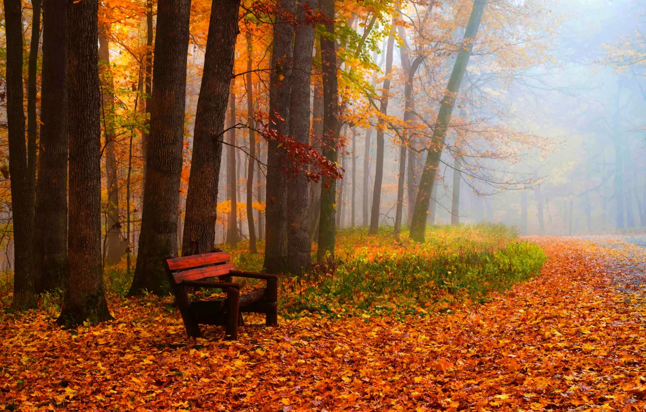 Фото обои осень, трава, листья, деревья, скамейка, природа, парк, colors