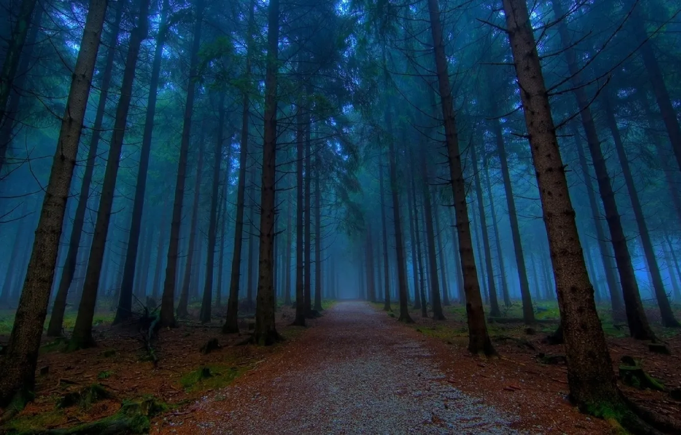 Фото обои лес, деревья, пейзаж, природа, туман, дорожка, forest, сумерки