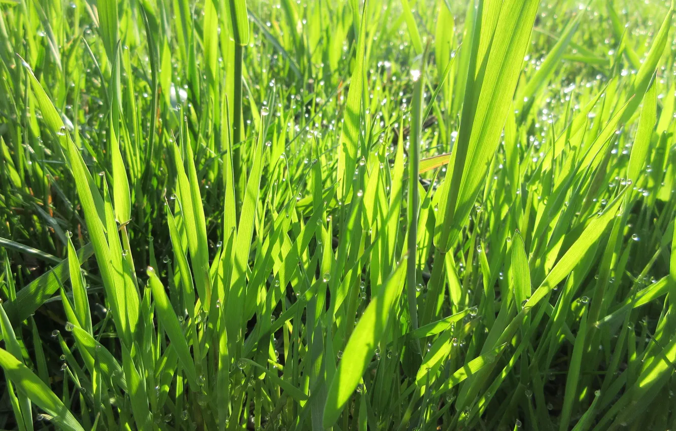 Фото обои трава, макро, утро, весна 2018, Mamala ©