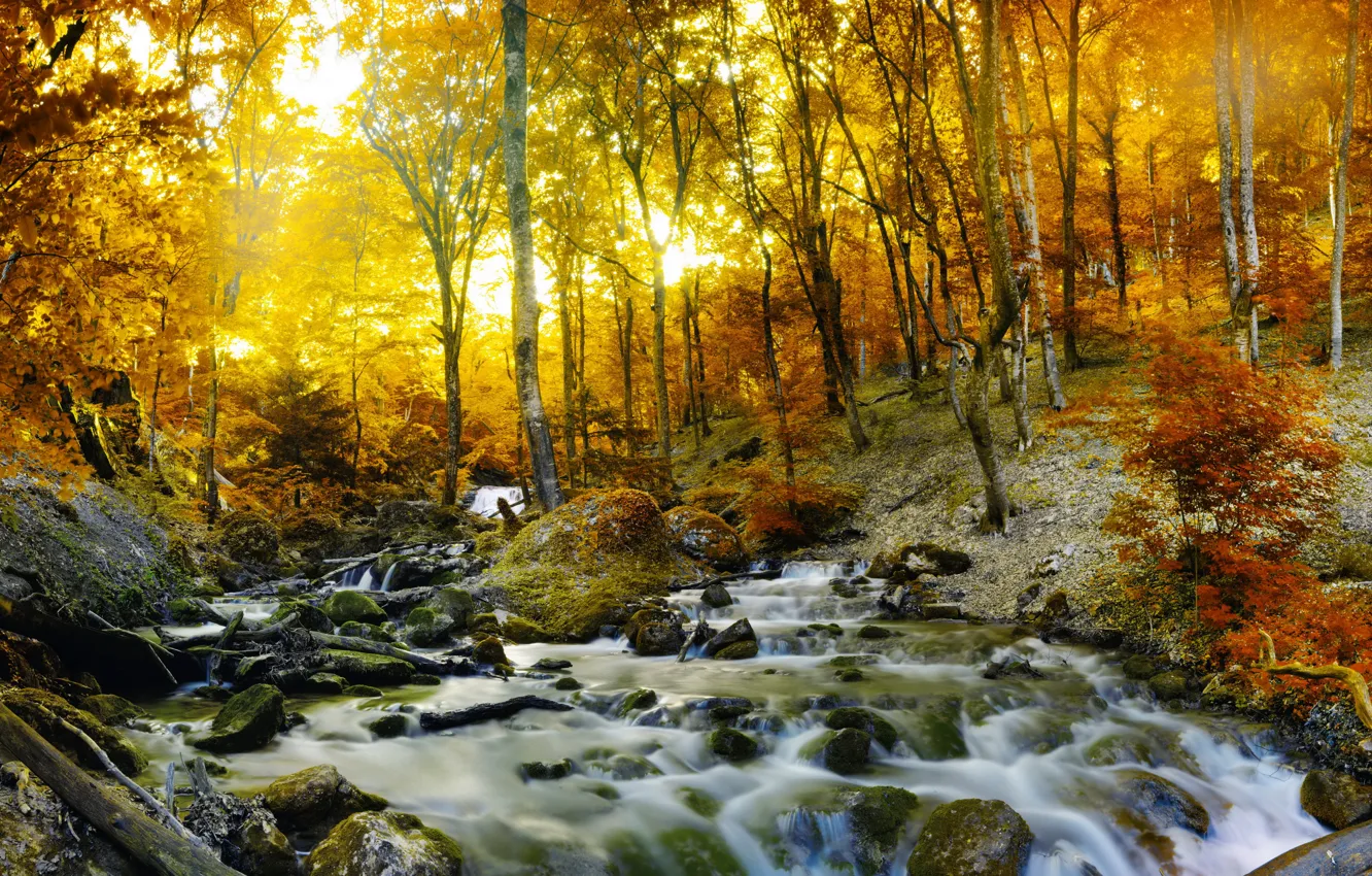 Фото обои осень, лес, деревья, ручей, камни, листва, желтая