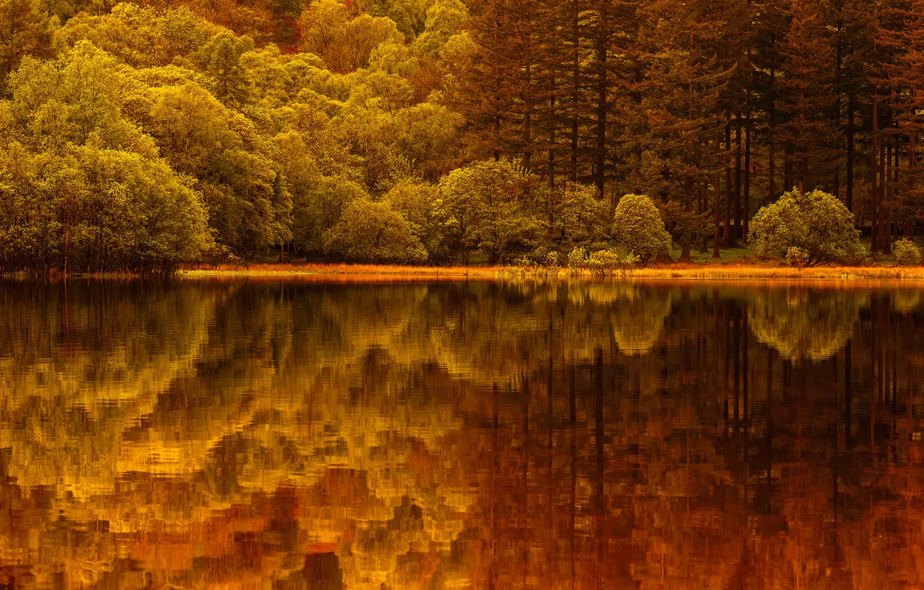 Фото обои лес, озеро, отражение